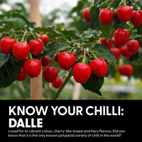 Dalle Crisp